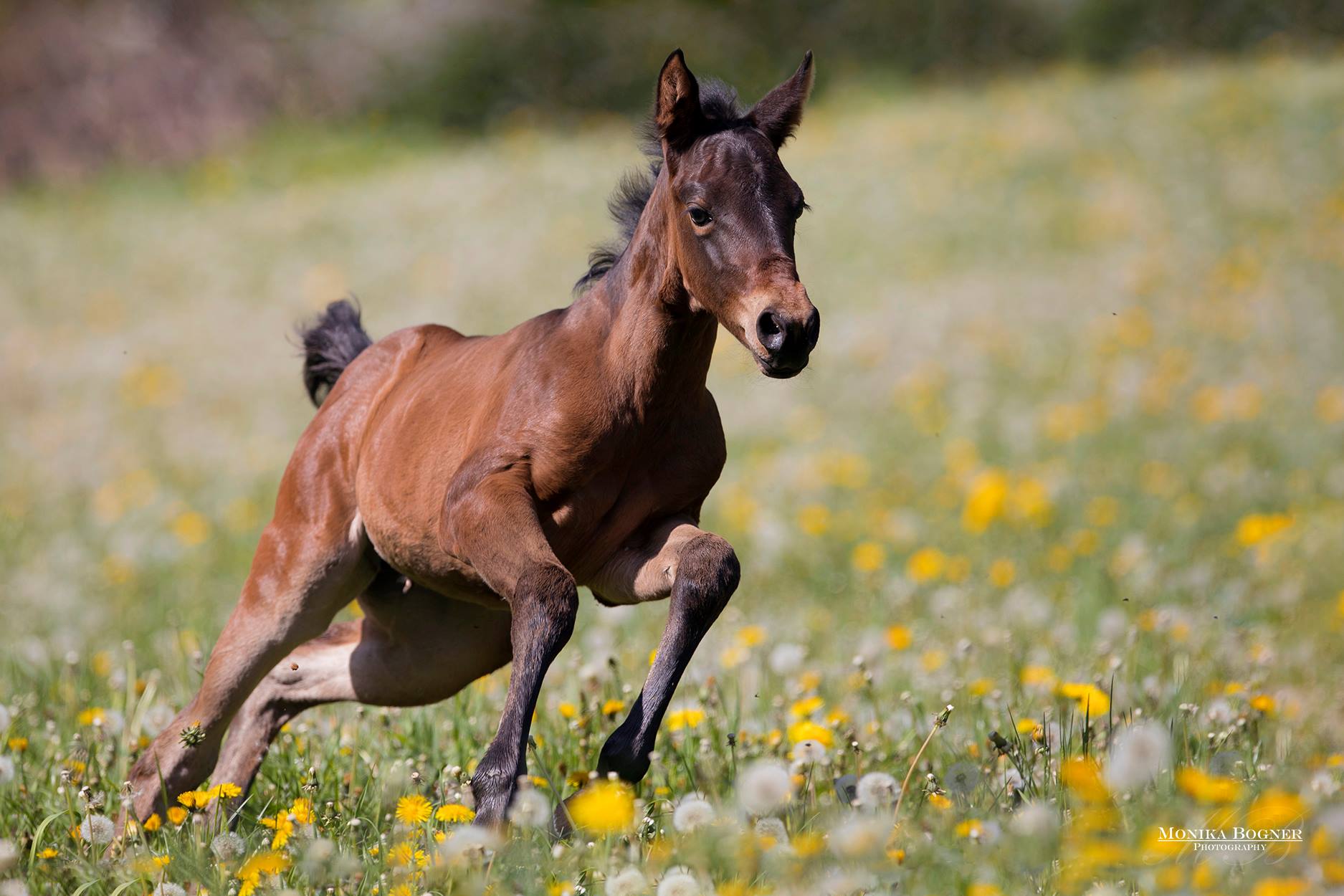 Monika Bogner Equine Photography - Foal ❤.jpg